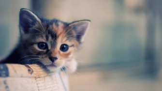 Aesthetic Cat Wallpaper