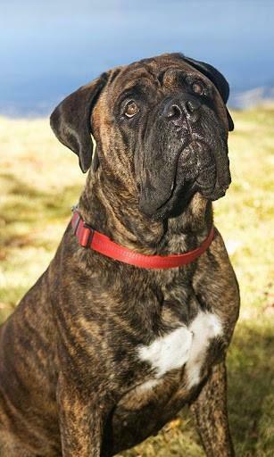 Bigger Bullmastiff Dog Wallpaper For Android Screenshot