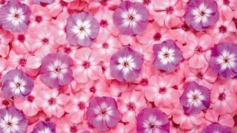 Pink Wallpaper HD Net