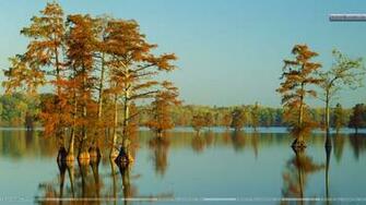 Cypress Trees Bathed In Morning Light Horseshoe Lake Illinois
