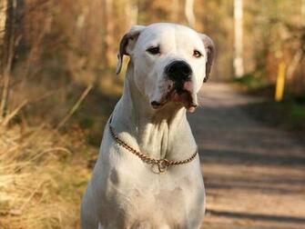 Dogo Argentino Wallpaper