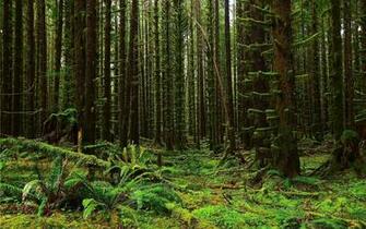 Forest Trees Moss Fern Flora Nature Landscape Wallpaper