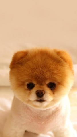 Puppy Cute Wallpaper Home Screen Dog Cuteanimals