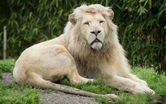 White Lion Wallpaper