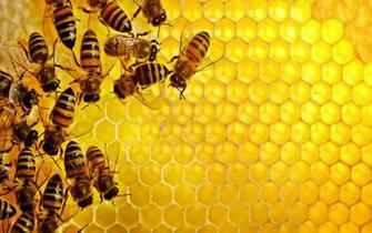 Bee Wallpaper HD Pictures One Background