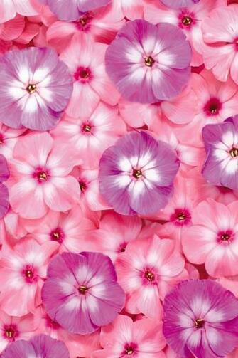 Ipod Flower Wallpaper Full HD 1080p Desktop Background For Pc Mac