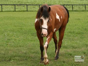 Pinto Horse Desktop Wallpaper Illustrated