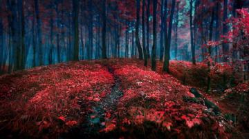 Nature Trees Forest Autumn Fall Seasons Red Contrast