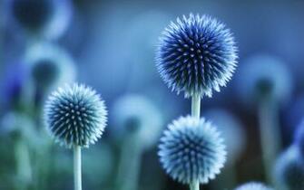 Blue Flowers Wallpaper HD