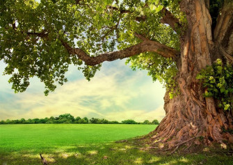 Amazon Beleco Spring Old Tree Backdrop Fabric