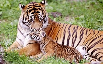 Tiger Baby Wallpaper HD