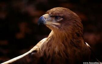 Eagle Wallpaper Brown And Harpy For Desktop