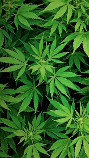 Gallery HD Weed Wallpaper iPhone