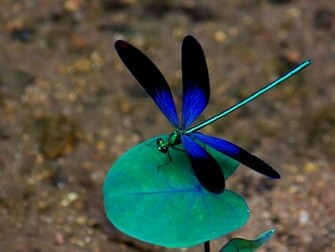 Blue Dragonfly Wallpaper Screensavers