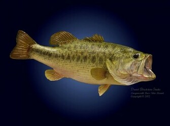 Largemouth Bass Wallpaper