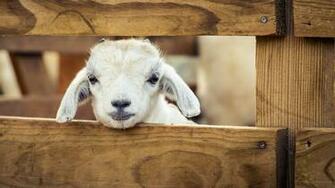 Sheep White Choice Wallpaper