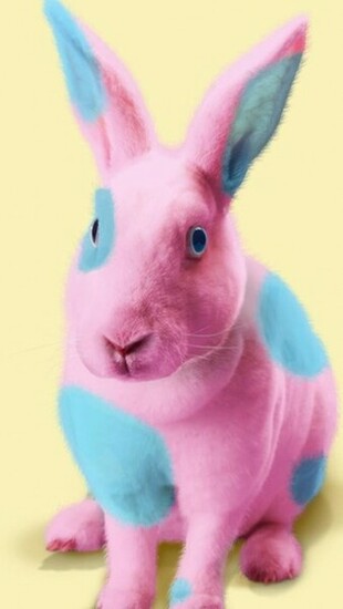 Cute Easter Bunny HD Wallpaper For iPhone