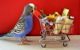 Parrot Tropical Stock Image Background Budgie Parakeet