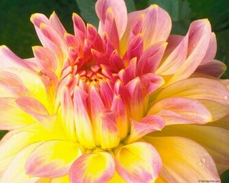 Wallpaper Dahlias Flowers