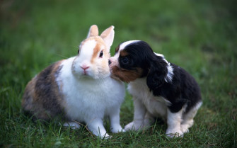 White Rabbit Wallpaper