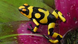 Harlequin Poison Frog Wallpaper