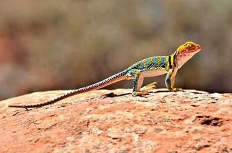 Beautiful Reptiles Wallpaper Sa
