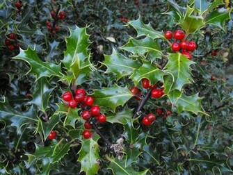 Christmas Mistletoe Wallpaper