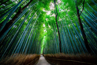 Bamboo 4k Wallpaper