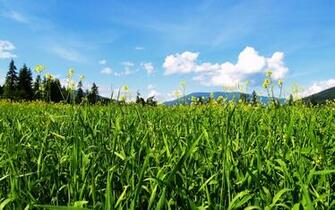 Most Beautiful Summer S Nature Wallpaper Stocks