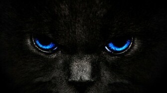 Black Cat Blue Eyes High Quality Wallpaper Desktop