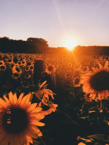 Summer Sunflowers Night Scenery Landscape Photography Nature