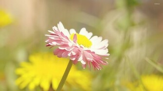 Daisy Duke Wallpaper HDwallpaper In