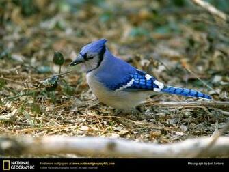 Blue Jay Picture Desktop Wallpaper