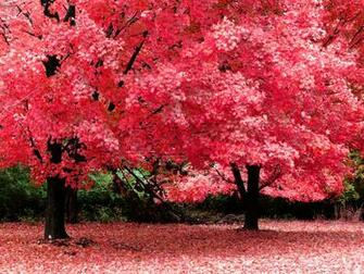 Imagini Desktop Toamna Wallpaper Superb De Wallpapere Org