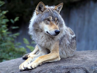 Wolf Wallpaper Relaxing