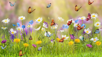 Butterfly Garden Plants Wallpaper