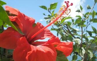 Mobile Phone Screensavers Flowers Nokia Wallpaper To