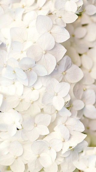 0b20b4415743cfd6b6228b23328216b6 Wallpaper
