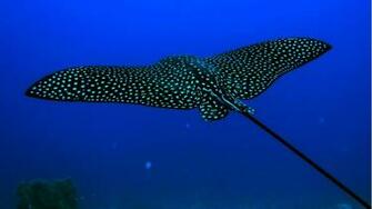 Home Underwater HD Wallpaper
