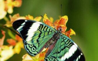 Green Butterfly Sitting On A Yellow Flower HD Butterflies Wallpaper