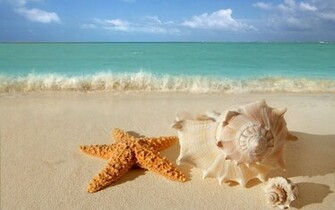 Starfish Seashells Beach Sand Wallpaper All