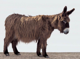 Donkey Wallpaper