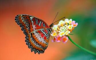 Butterfly HD Wallpaper Background Image