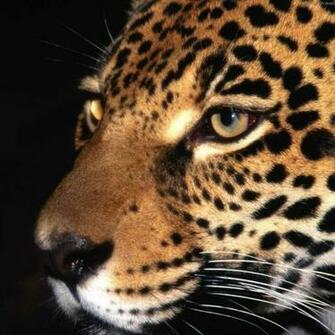 Big Cat iPad Wallpaper Background