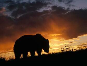 Top Desktop Bears Wallpaper HD Bear At Sundown Jpg