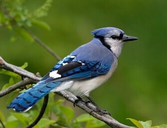 Blue Jay Wallpaper