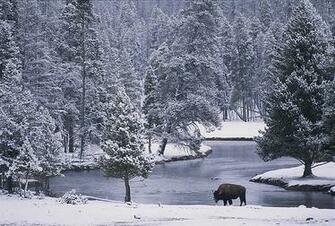 American Bison In Snowy Yellowstone Wallpaper Wall Mural Self