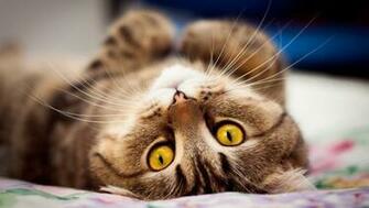 Kitten Upside Down Widescreen HD Wallpaper 1080p Desktop