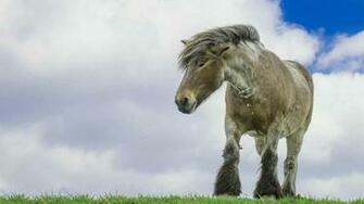 Cute Horse Wallpaper Android Apps On Google Play