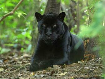 Black Panther Wallpaper De Aici Sau